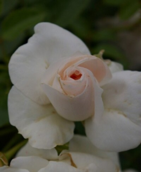 Preview: Hochstammrose Aspirin 4